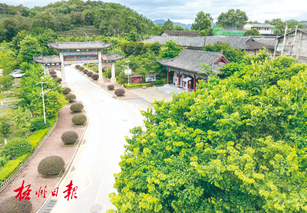 梧州全市生態(tài)茶園面積達(dá)33.34萬畝！